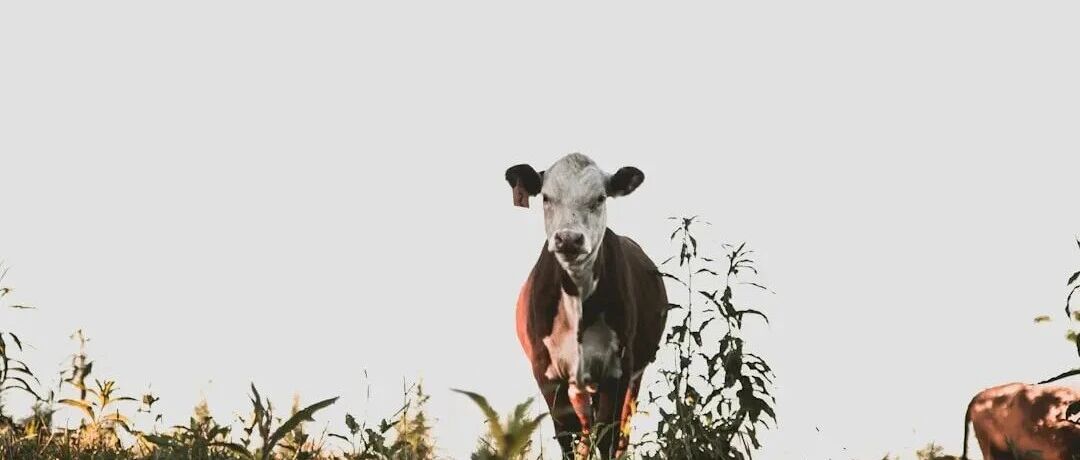 产品经理和程序员谁容易被裁?