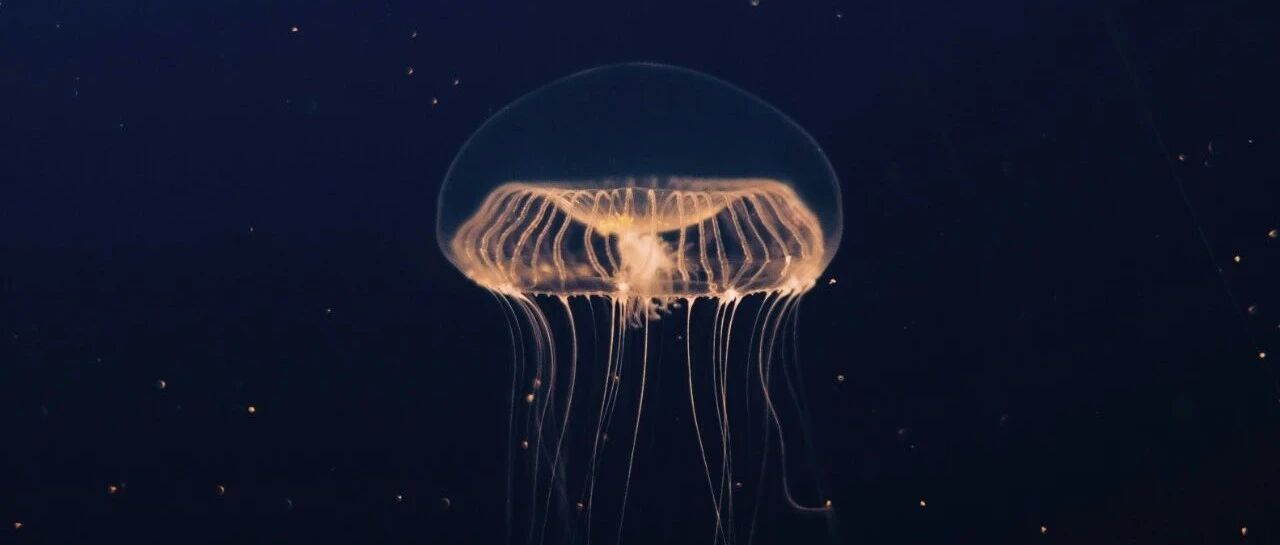 一文说清楚“清算、结算、清结算”的区别